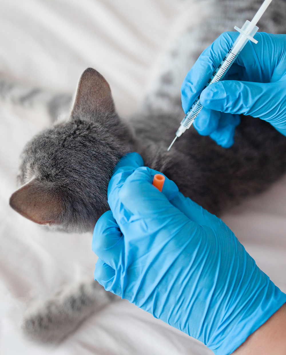 Gray Kitten Receiving A Vaccine