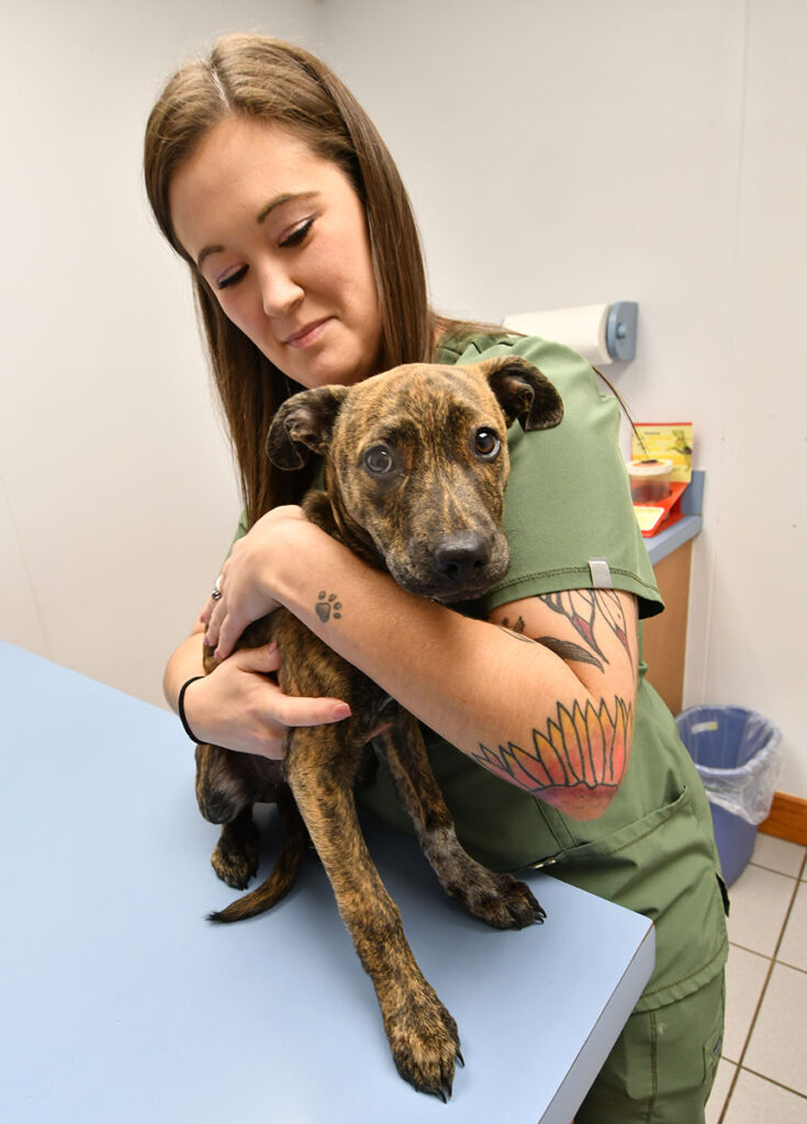 pet-wellness-care-in-abilene-tx-dearing-veterinary-clinic