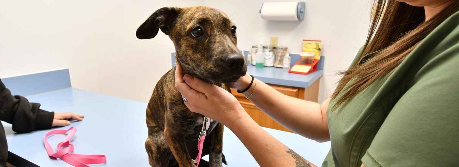 Cat & Dog Vaccinations in Abilene, TX Dearing Veterinary Clinic