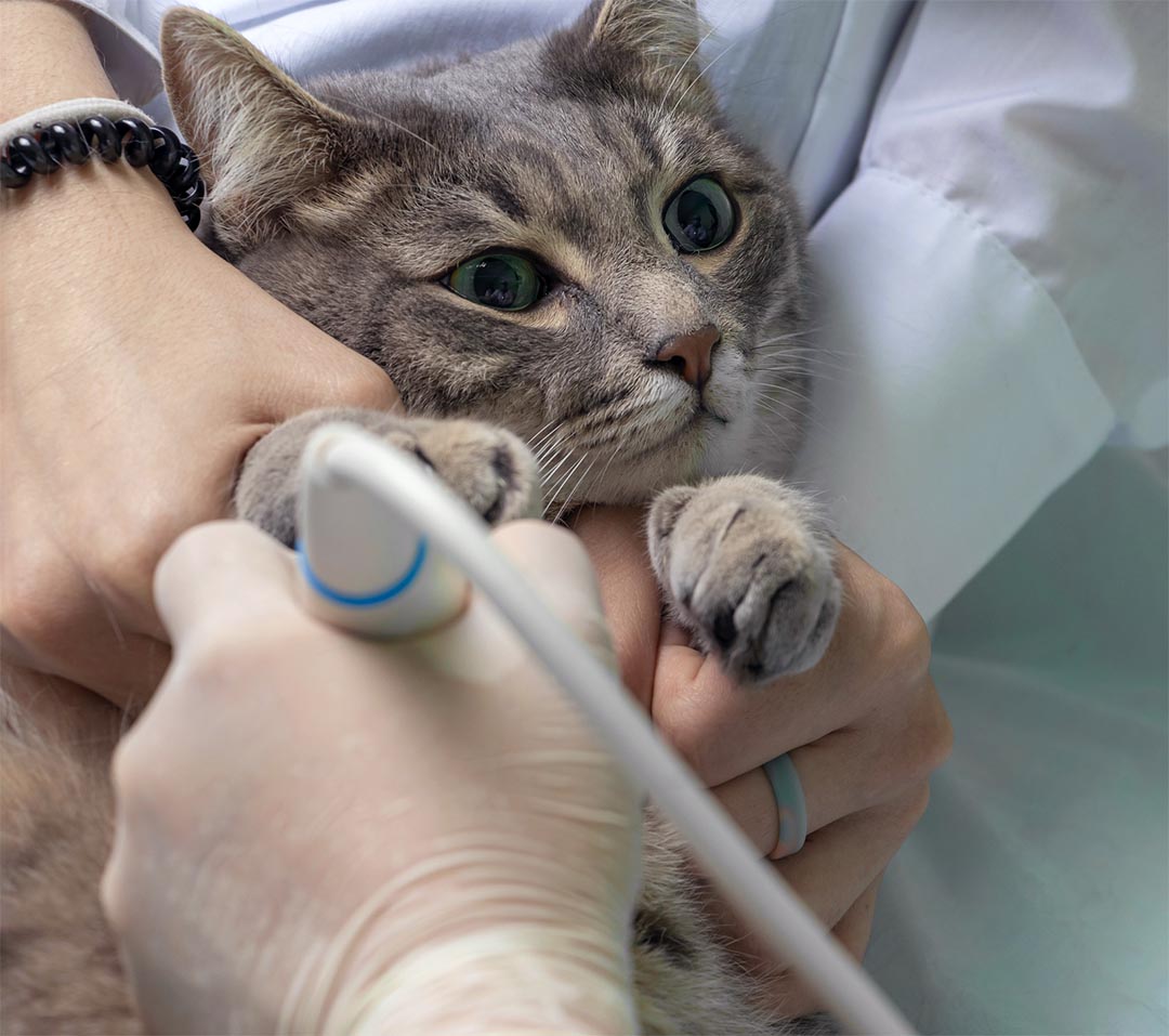 Close Up Veterinarian Makes An Abdominal Ultrasound To The Grey Cat On The Medical Table