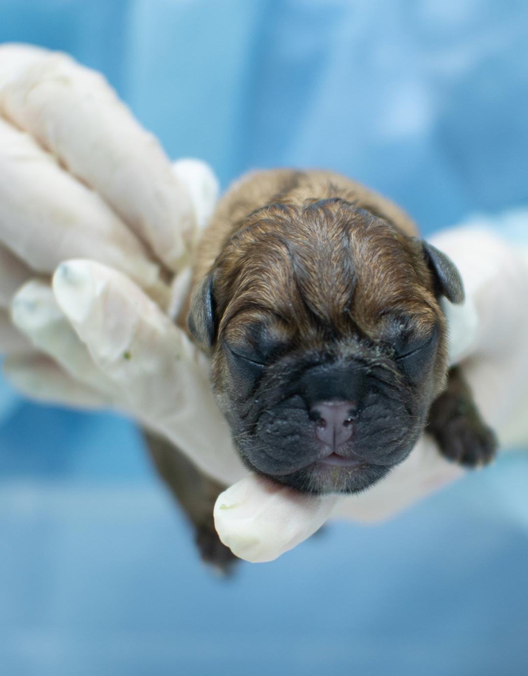 Puppy Born At Veterinary Clinic