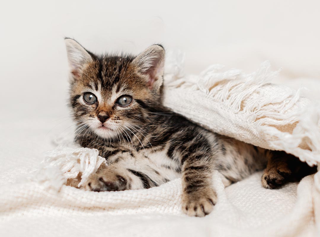 Cute Tabby Kitten Sleep On White Soft Blanket. Cats Rest On Bed. Pets At Cozy Home. Tabby Kitten Laying On Blanket