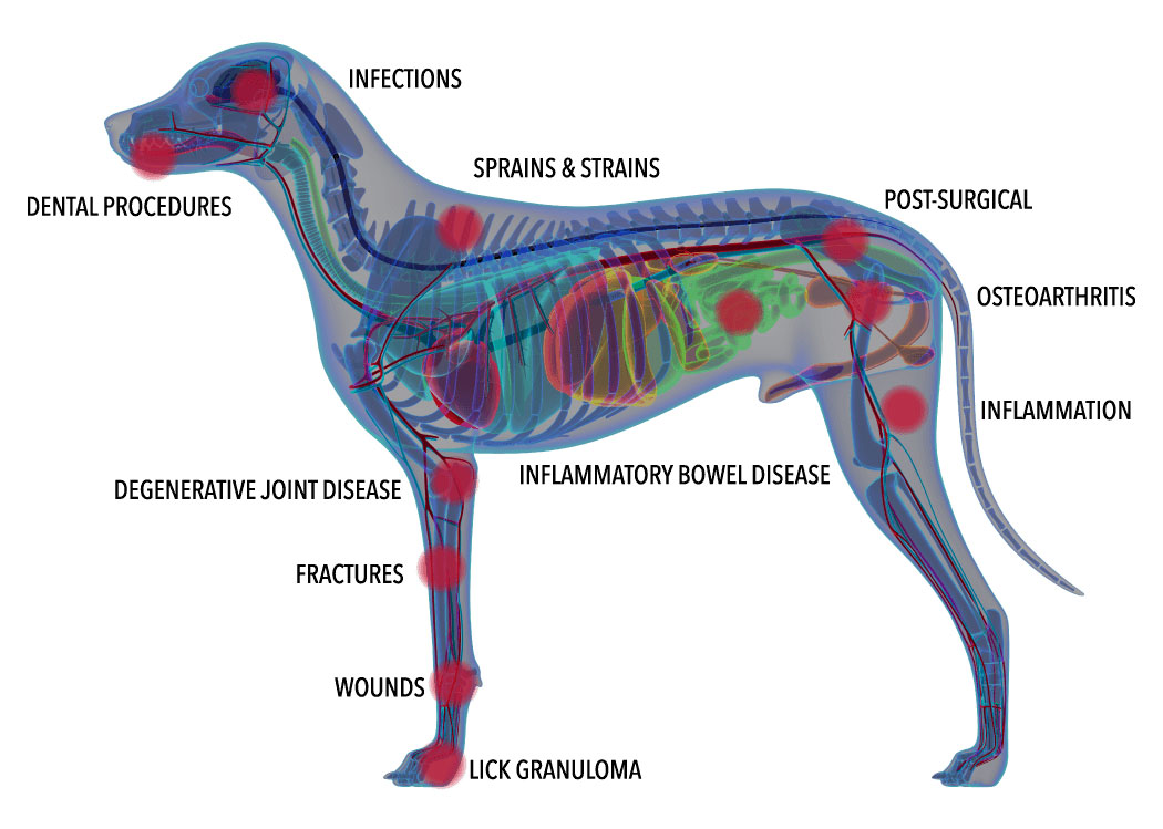 illustration of locations on pets that are worked on during laser therapy