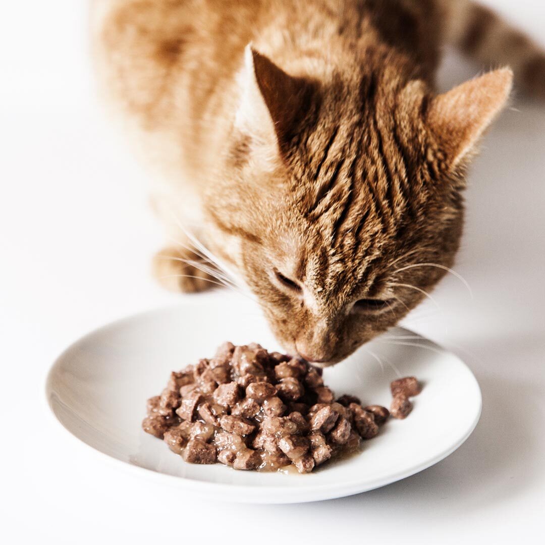 Cat Eating His Food