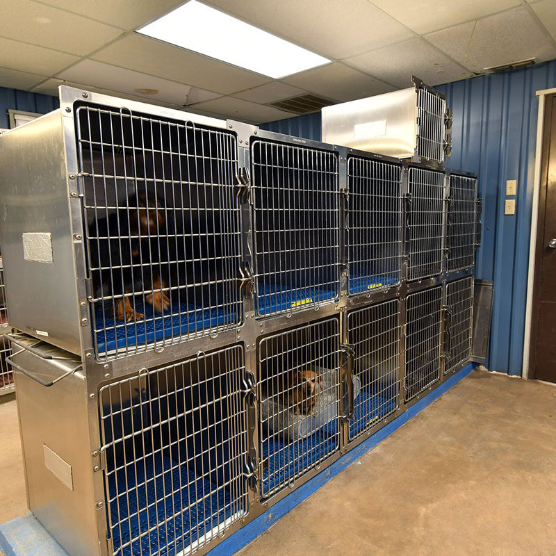 Dogs Recovering In Kennels
