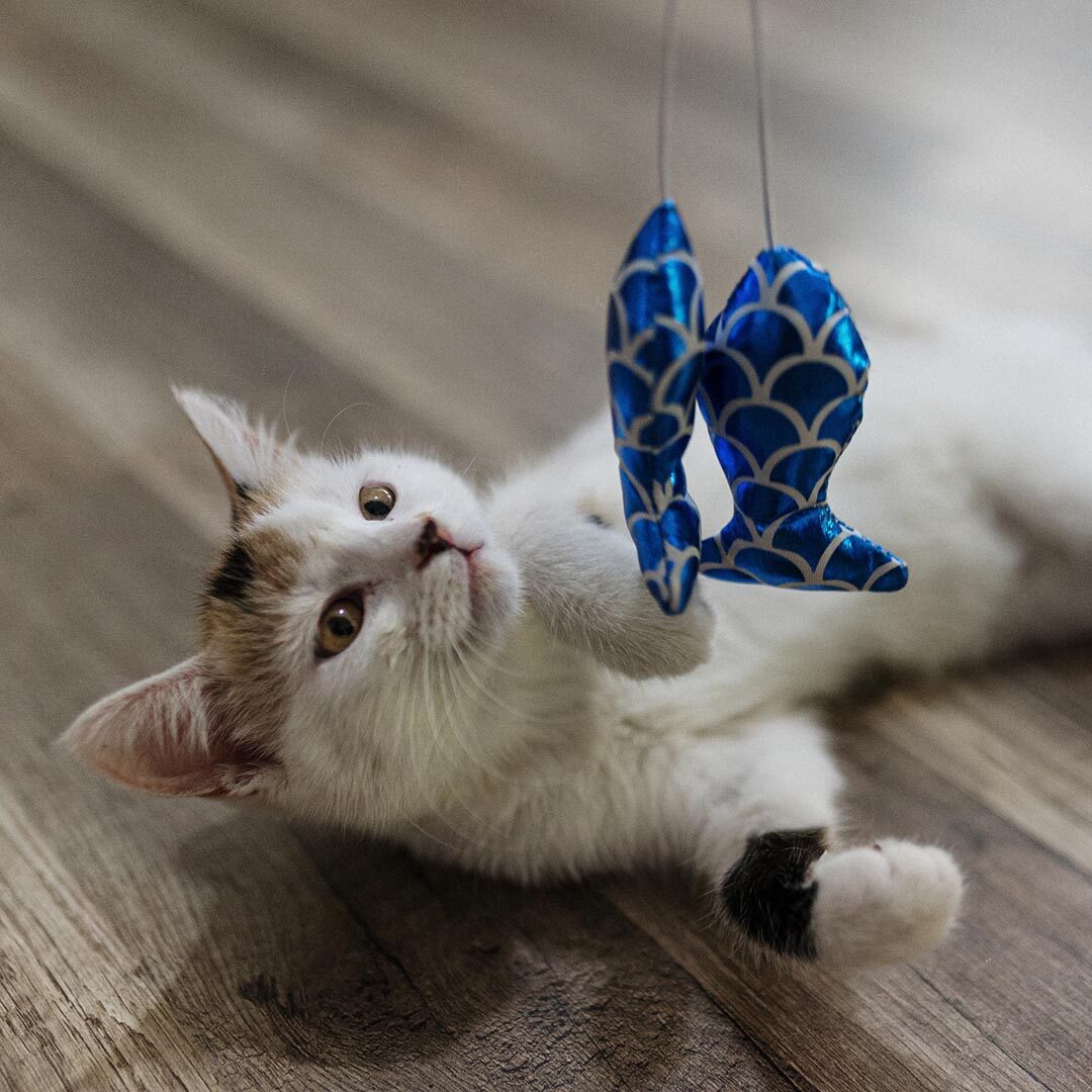 a kitten playing with blue fish shaped cat toys